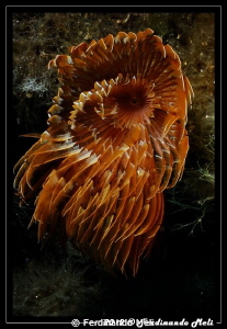 Fireworks (underwater worm) by Ferdinando Meli 